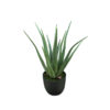 Aloe Vera 55cm