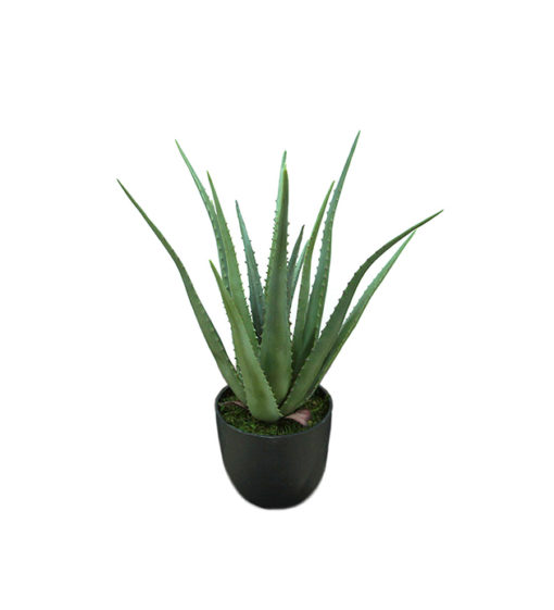 Aloe Vera 55cm