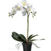 Orkidé hvit 60cm