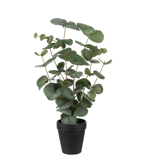 Eucalyptus 55cm