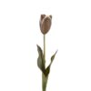 Tulipan brun 58cm