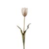 Tulipan flerfarget 58cm