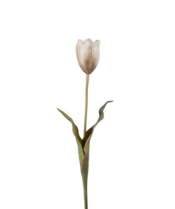 Tulipan flerfarget 58cm