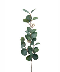Eucalyptus med bær 70cm