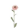 Zinnia rosa 58cm