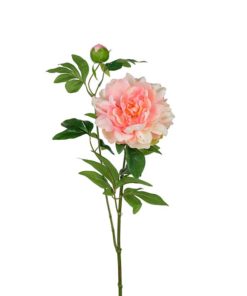 Pion rosa 65 cm