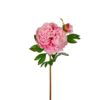 Pion rosa 65 cm