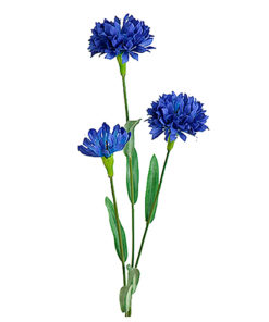 Kornblomst blå 50 cm