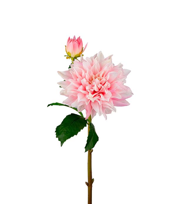Dahlia rosa 70cm