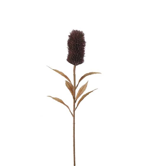 Banksia  75 cm