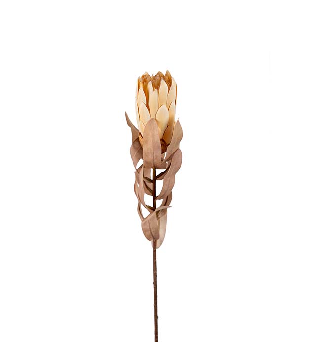 Protea 50 cm
