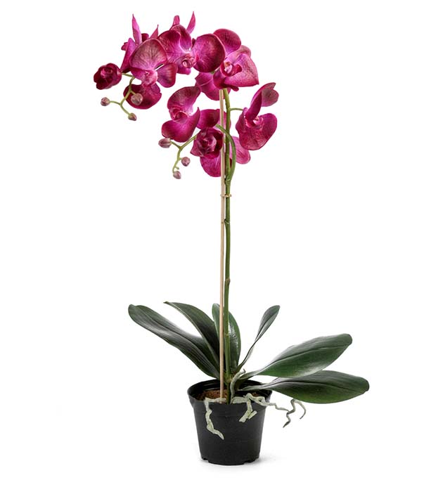Orkidé lilla 60cm