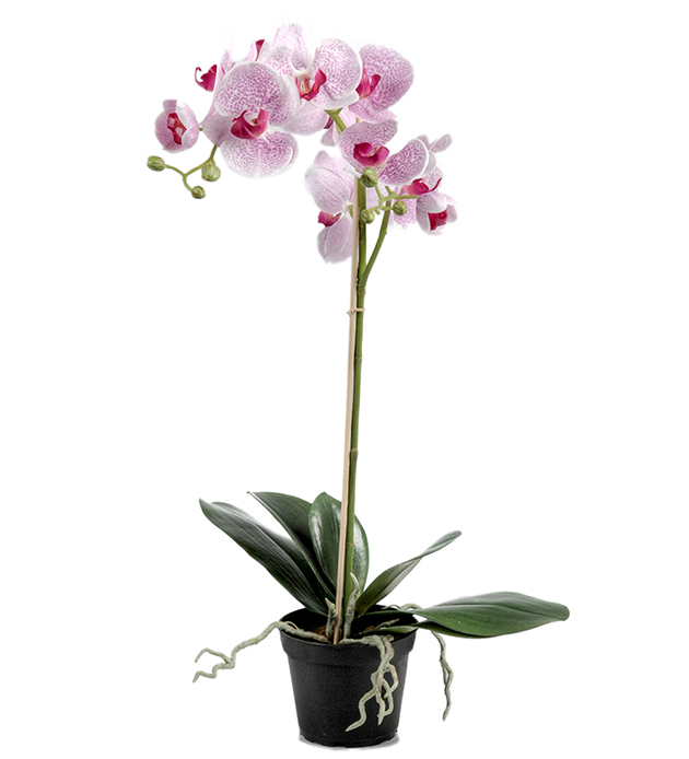 Orkidé spraglete lilla 60cm