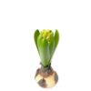 Mr Plant | Kunstige Planter | Svibel grønn | 15 cm