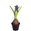 Mr Plant | Kunstige Planter | Svibel blå | 22 cm