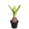 Mr Plant | Kunstige Planter | Svibel hvit | 22 cm
