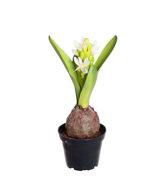 Mr Plant | Kunstige Planter | Svibel hvit | 22 cm
