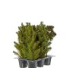 Mr Plant | Kunstige Planter | Barr mix  | 35-40 cm