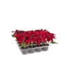 Mr Plant | Kunstige Planter | Julestjerne rød  | 16 cm