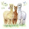 Lunsj servietter Alpaca friends