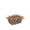 Mr Plant | Kunstige Planter | Lyng | 18 cm