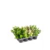 Mr Plant | Kunstige Planter | Eucalyptus | 14 cm