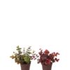 Mr Plant | Kunstige Planter | Eucalyptus | 14 cm