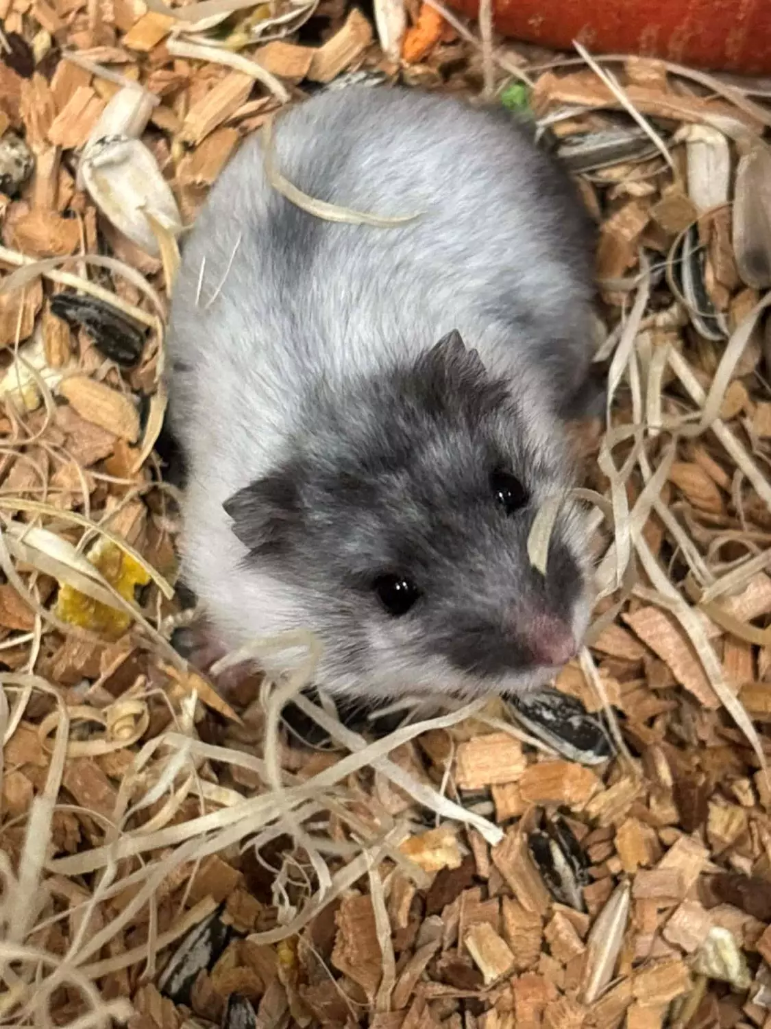 DVERGHAMSTER "Lucas" Phodopus sungorus