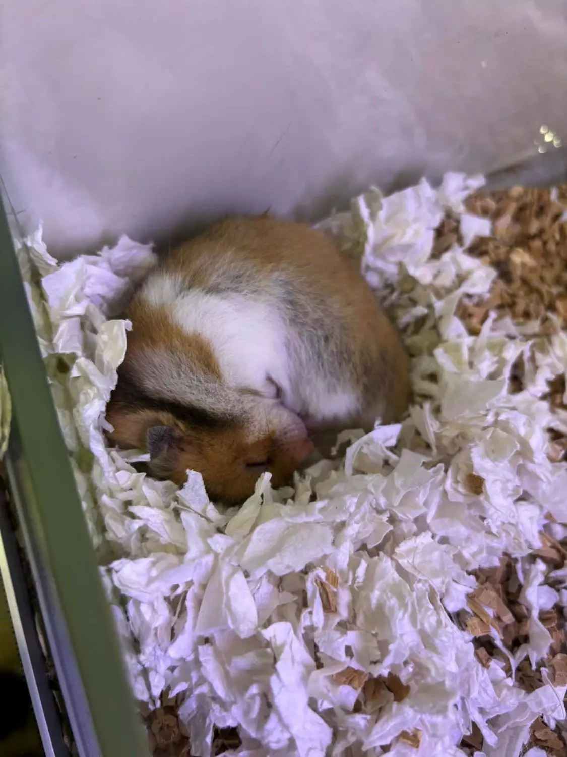 GULLHAMSTER "Hilde" Mesocricetus auratus