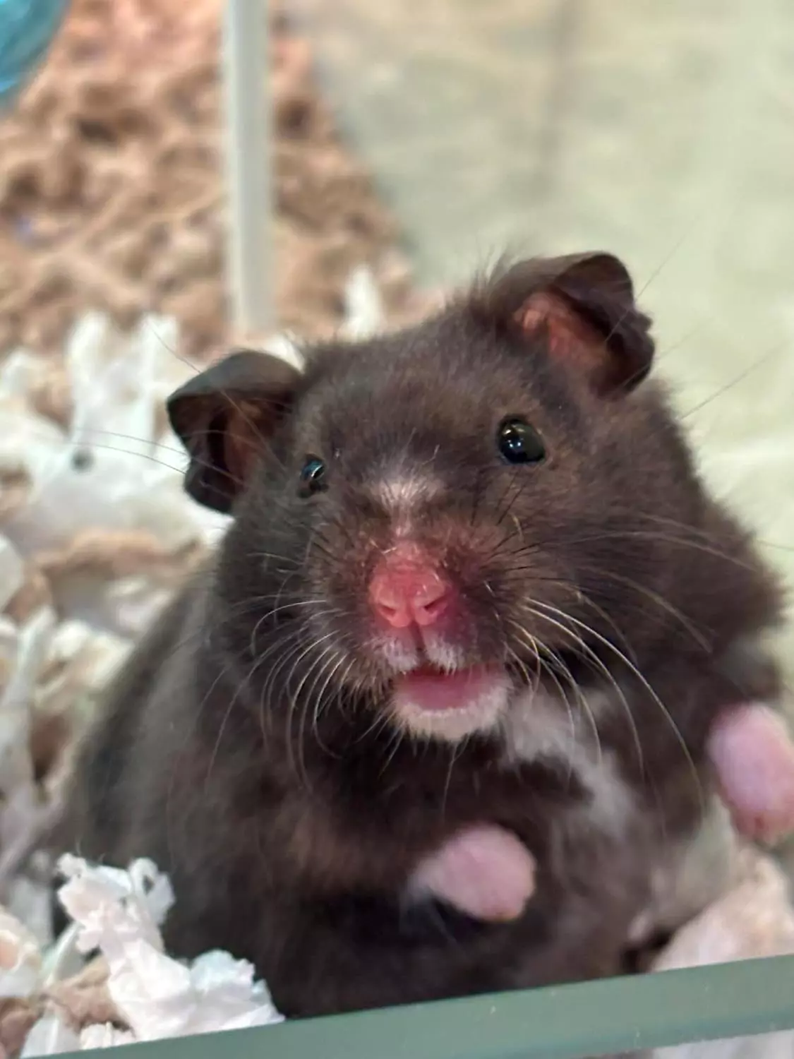 GULLHAMSTER "Synne" Mesocricetus auratus