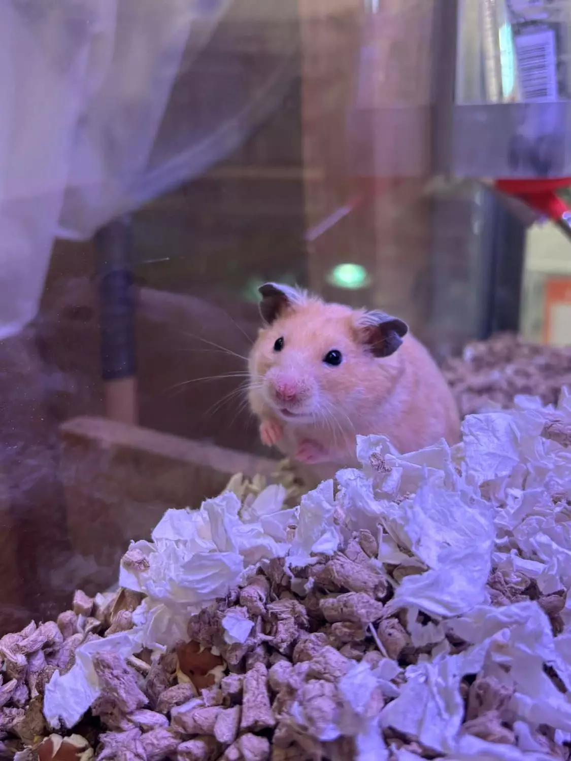 GULLHAMSTER "Julian" Hannkjønn