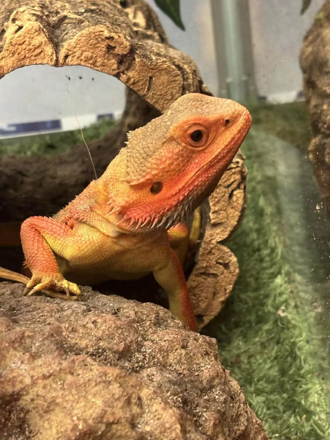 SKJEGGAGAM "Loki" `Hypo Cawley Super Red´, Pogona vitticeps