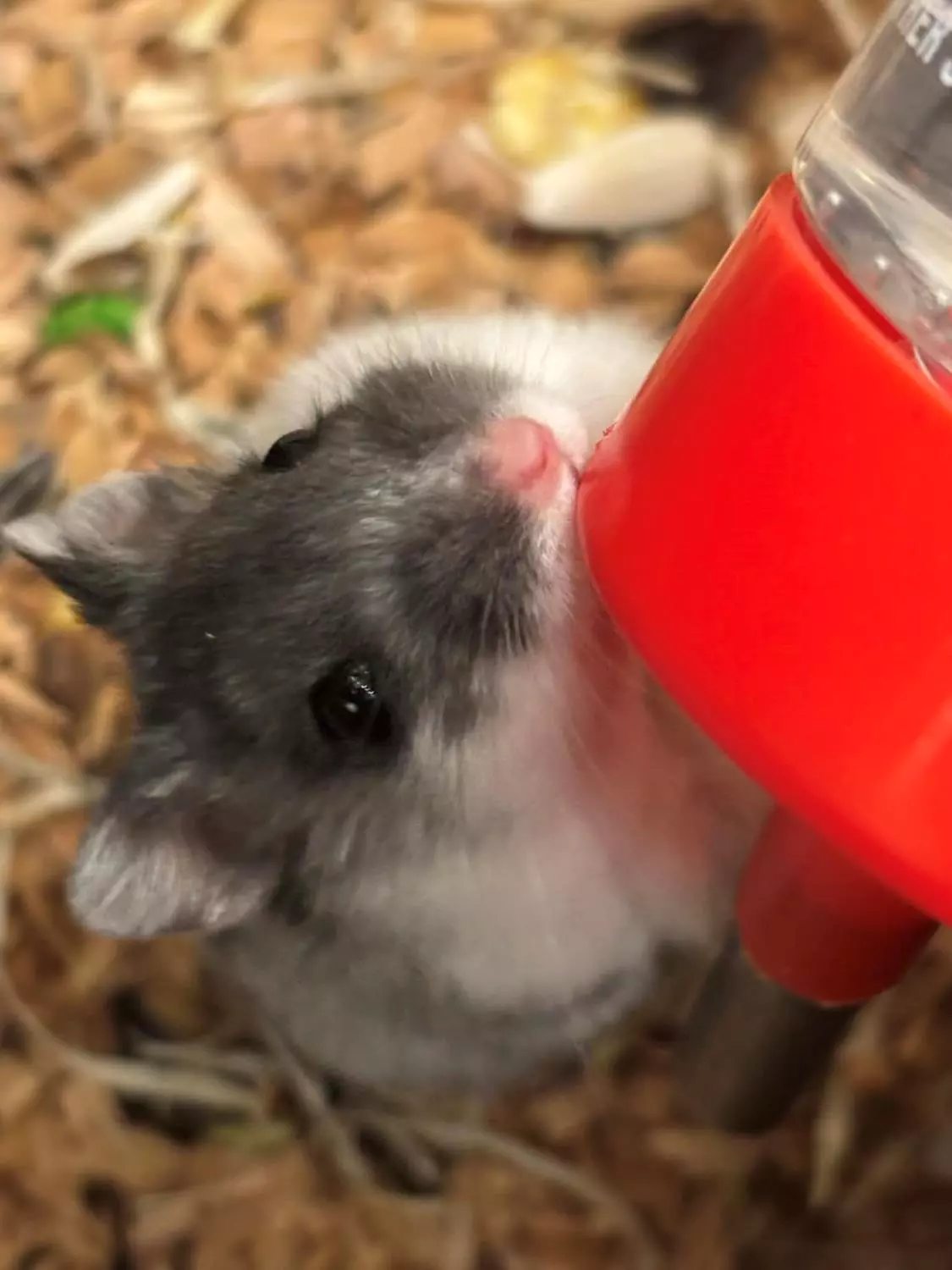 DVERGHAMSTER "Elias" Phodopus sungorus