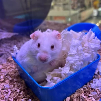 GULLHAMSTER «Linus» Mesocricetus auratus