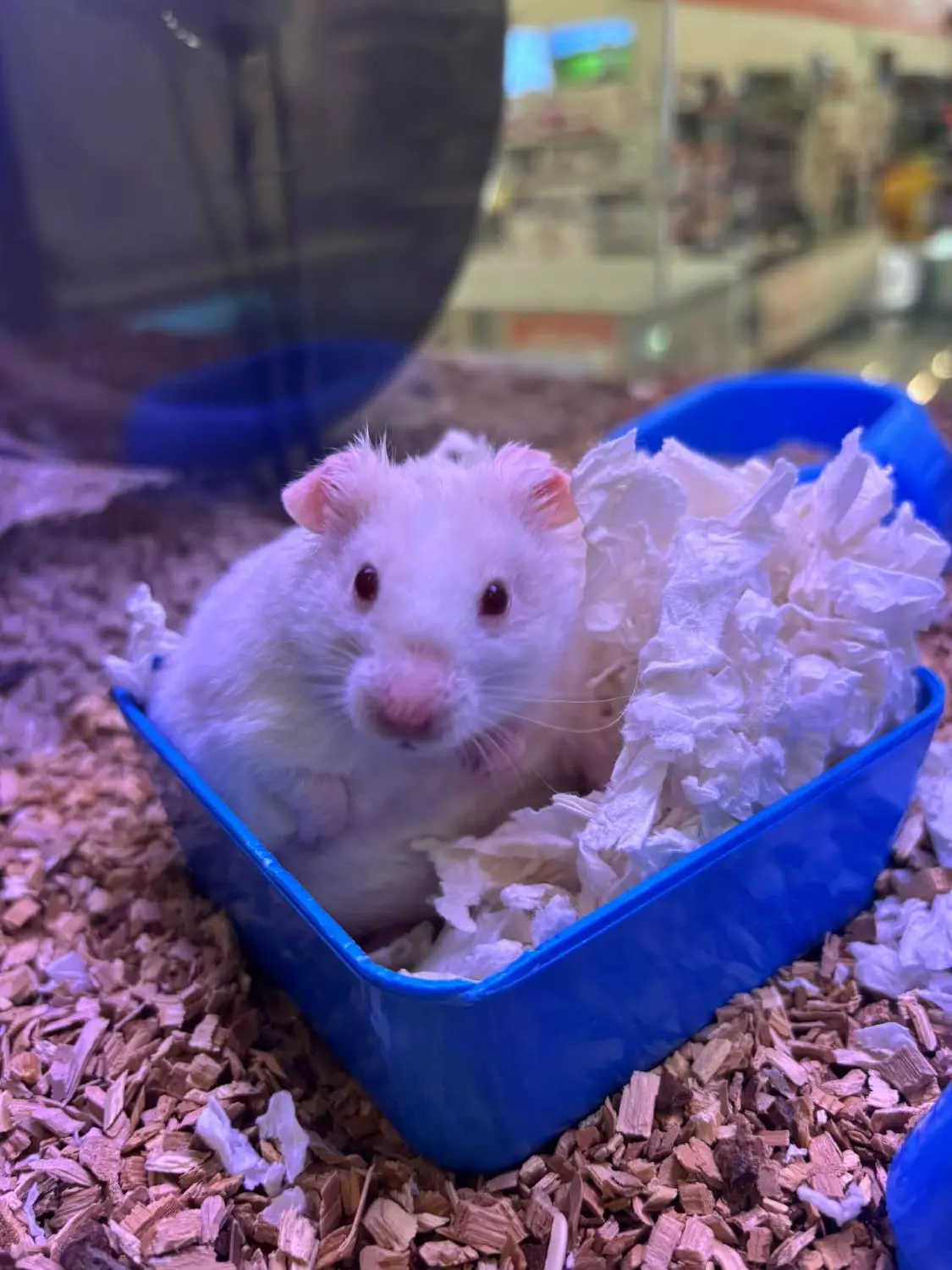 GULLHAMSTER «Linus» Mesocricetus auratus