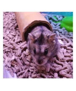 DVERGHAMSTER "Fiona", Phodopus sungorus