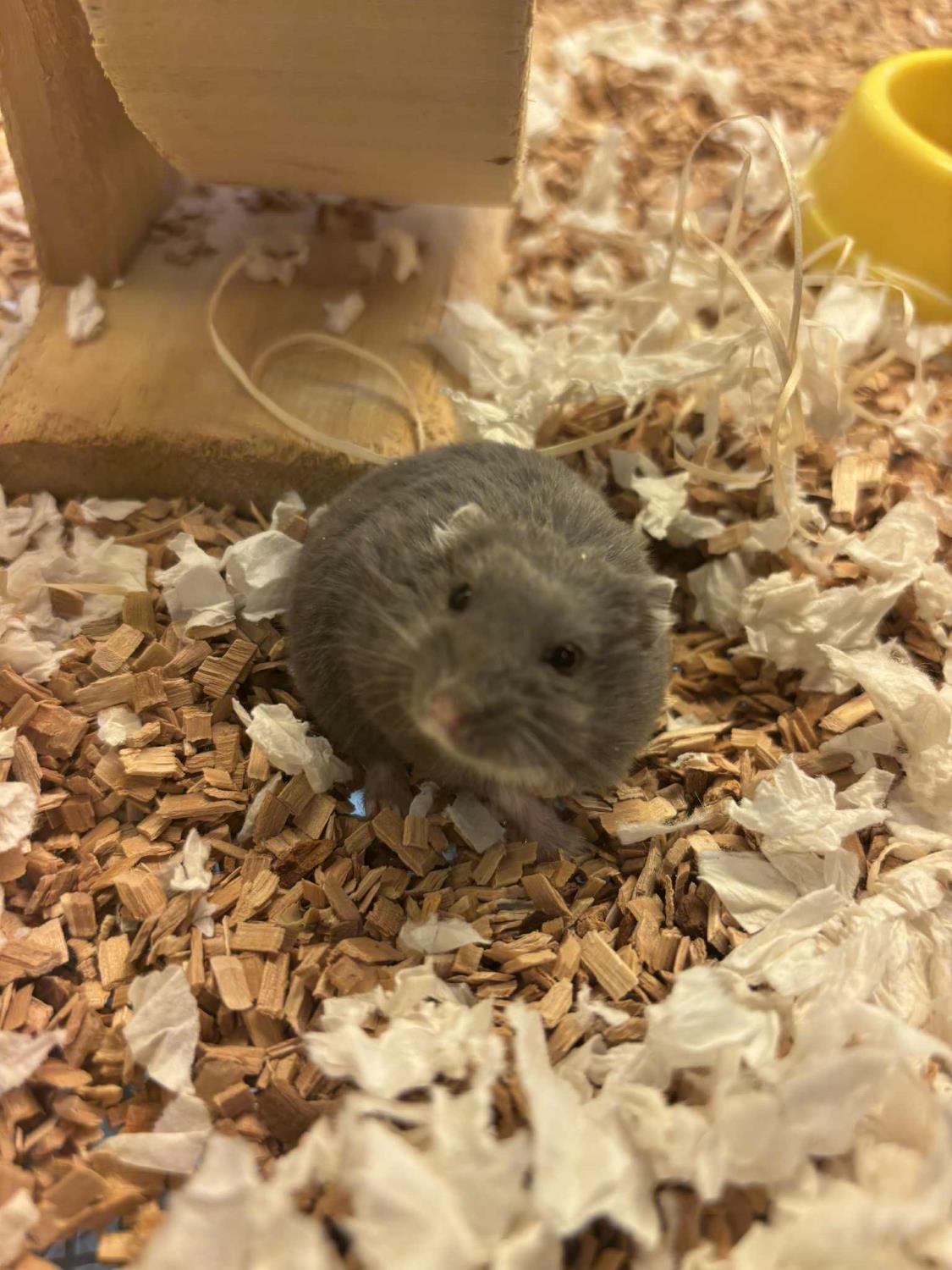 DVERGHAMSTER "Coby" Phodopus sungorus