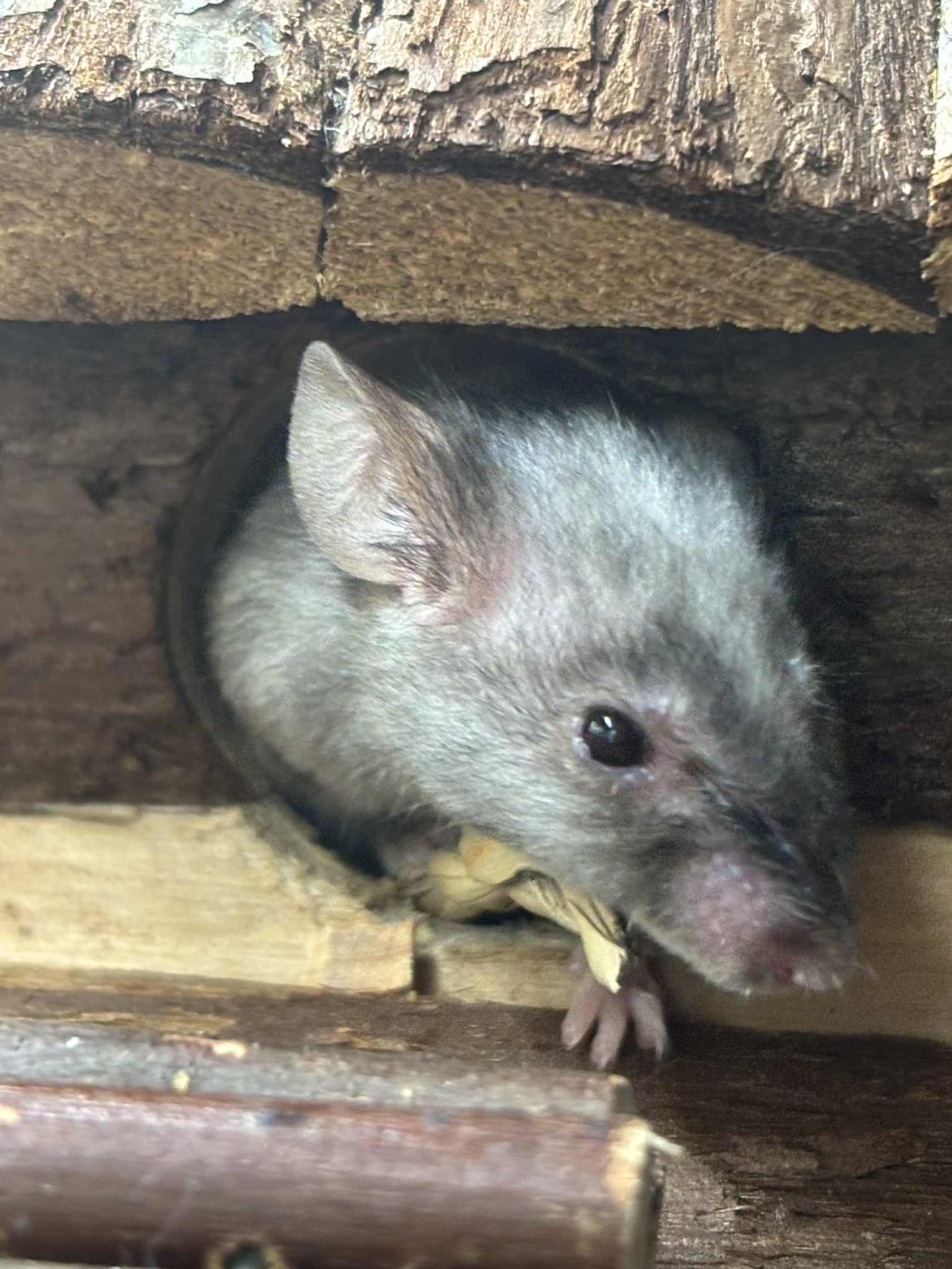 MUS, "Aria" Mus musculus