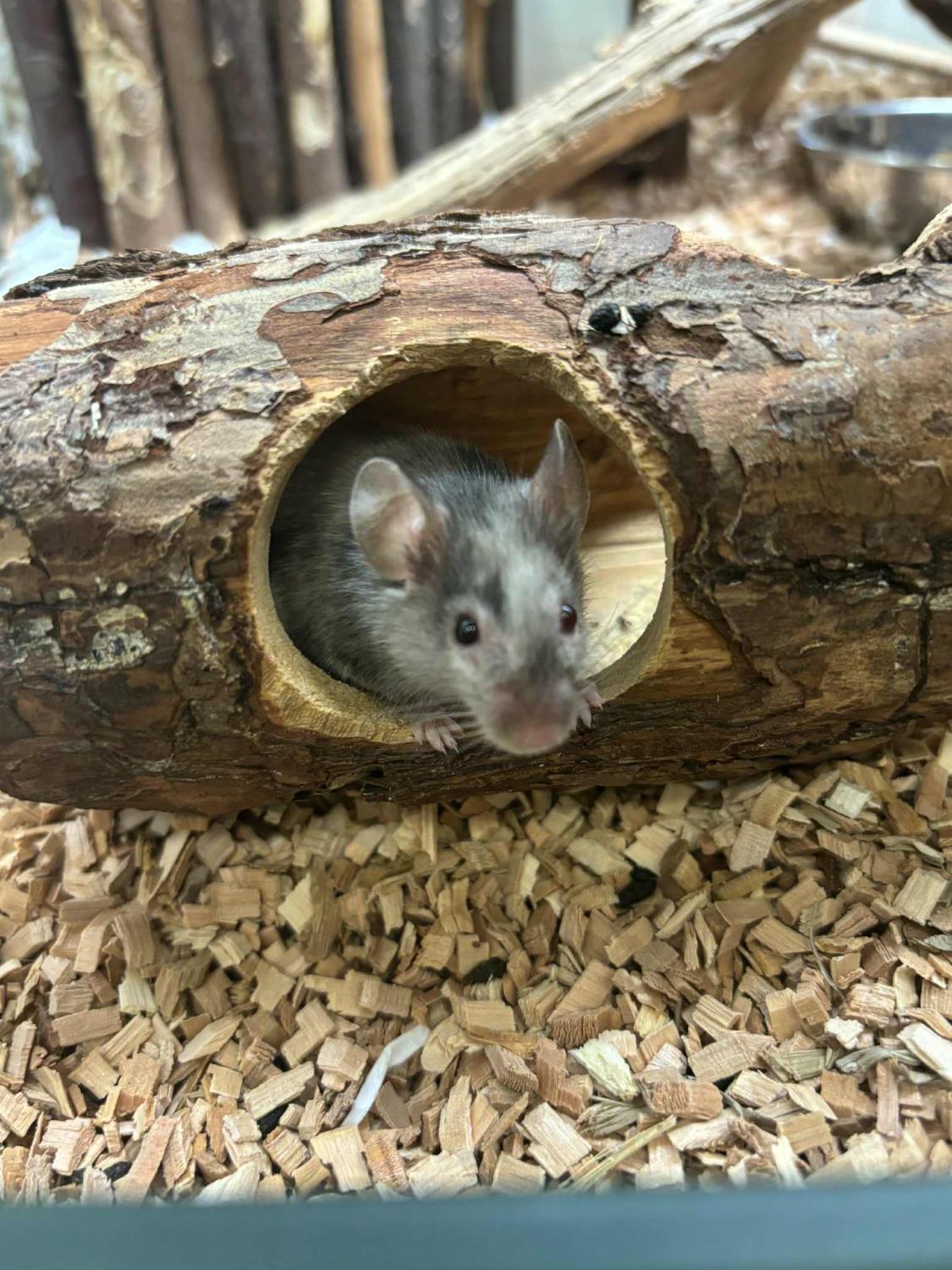 MUS, "Enya" Mus musculus