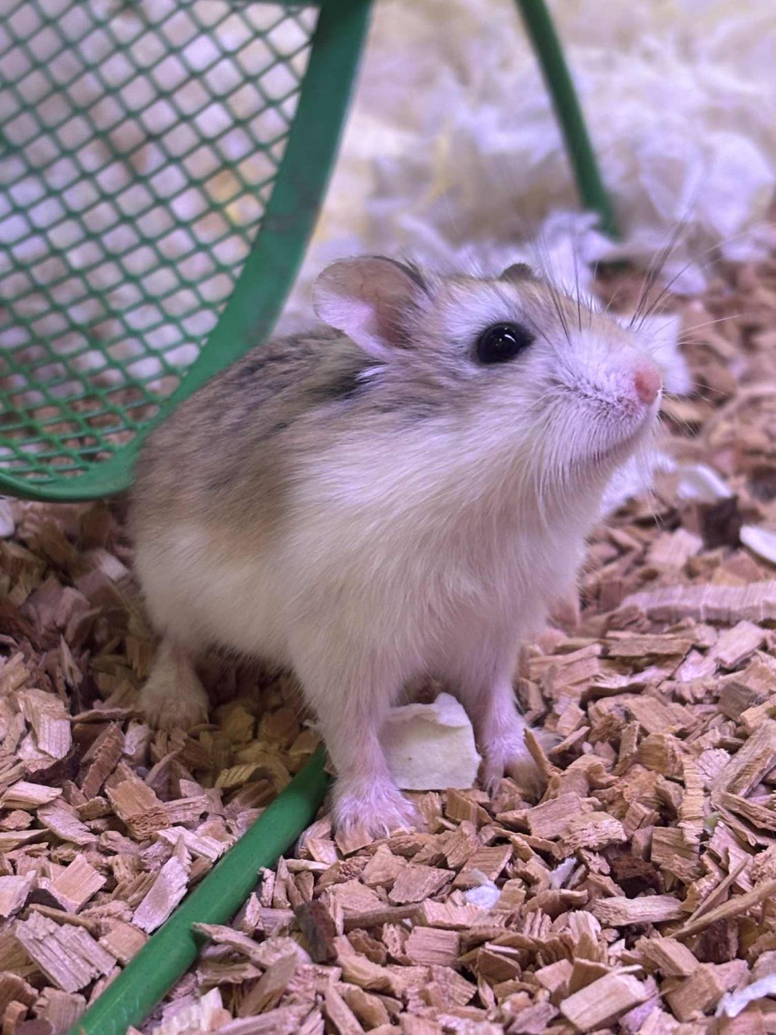 DVERGHAMSTER "Baltasar" Phodopus sungorus