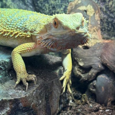 SKJEGGAGAM "Draco" Pogona vitticeps