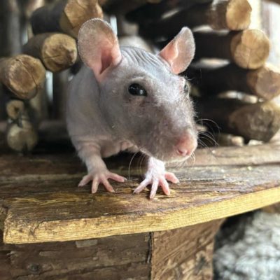 NAKENROTTE "Rufus" Rattus norvegicus
