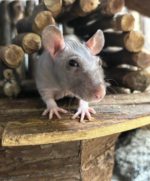 NAKENROTTE "Rufus" Rattus norvegicus