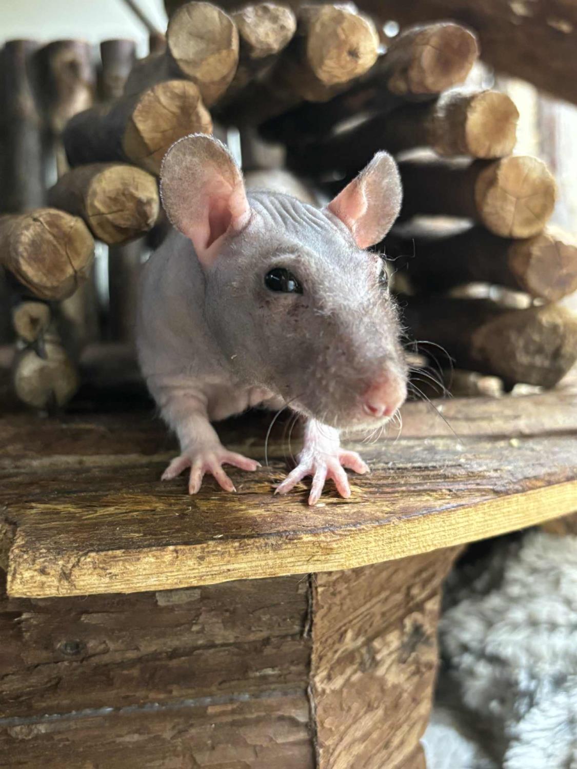 NAKENROTTE "Rufus" Rattus norvegicus