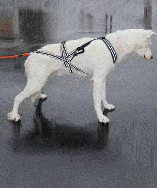 Yukon KOMBITREKKSELE Str. S