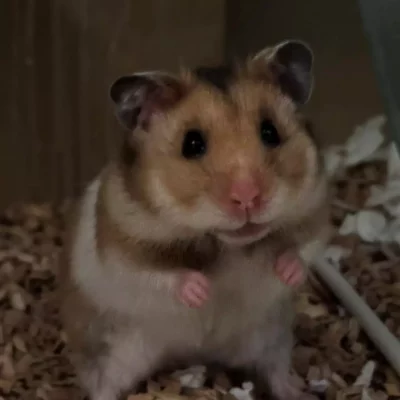 GULLHAMSTER "Naya" Mesocricterus auratus