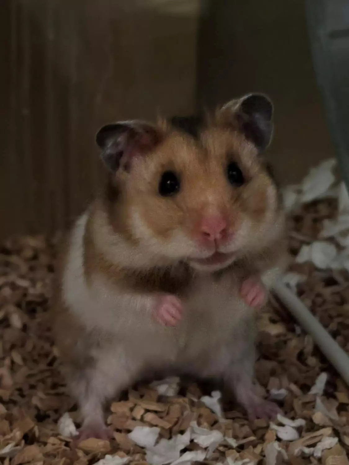 GULLHAMSTER "Naya" Mesocricterus auratus