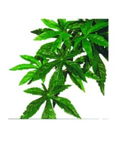 Abutilon L Plast/silkeplante Exoterra
