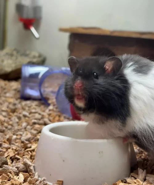 GULLHAMSTER-Angora "William" Mesocricetus auratus