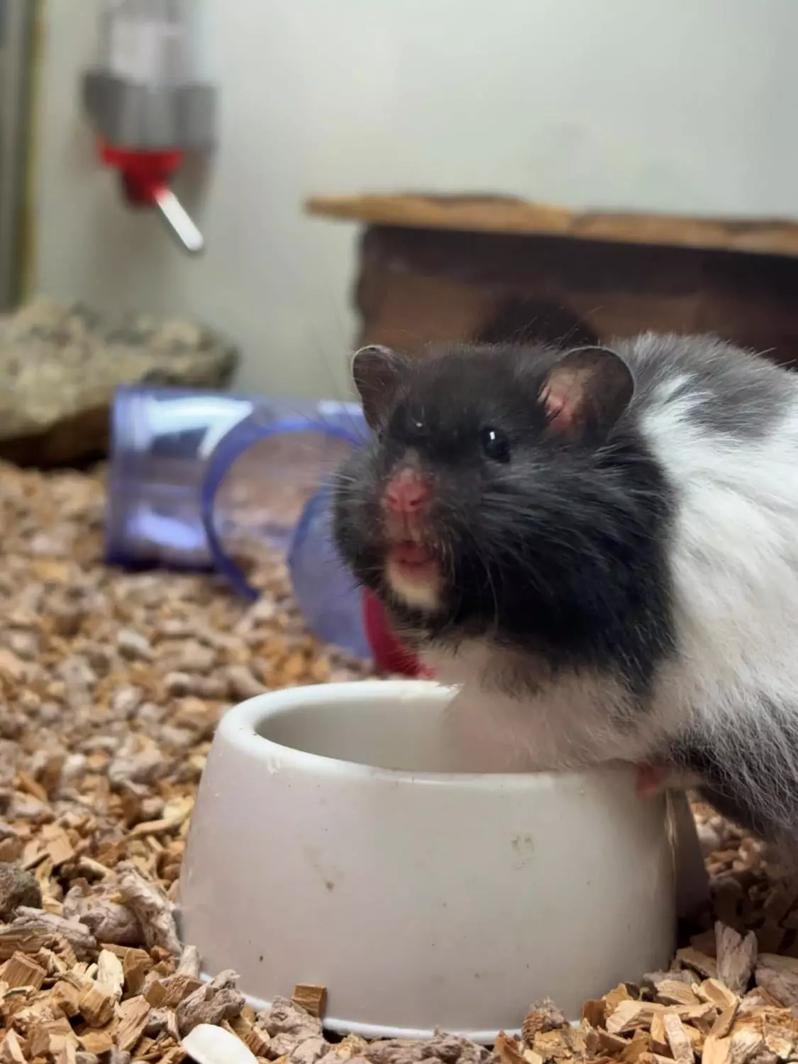 GULLHAMSTER-Angora "William" Mesocricetus auratus